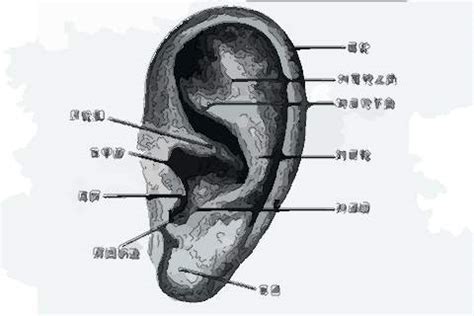 耳根有痣男|耳朵长痣的位置图解 耳朵长痣的位置图解有福气